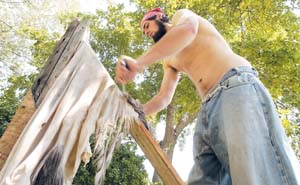 Dehairing a deer hide.