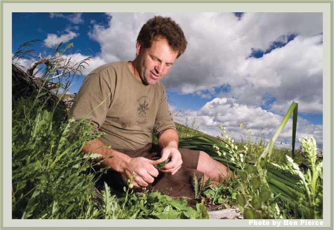 Author: Thomas J. Elpel harvesting plants.