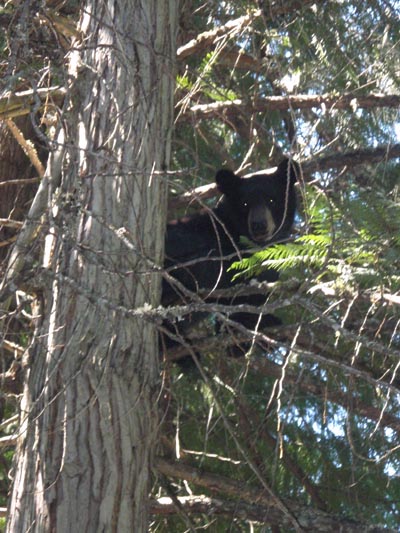 Black bear in a tree.