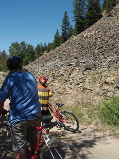 Stopping to view bighorn sheep while bicycling Rock Creek Road.