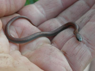 Small snake in palm of hand.